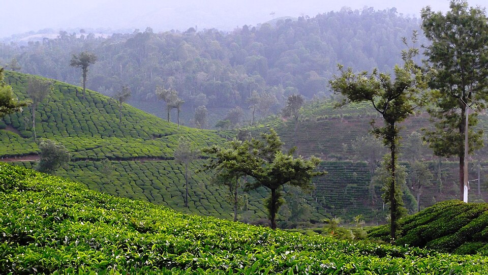 Vellarimala Tea Estates Wayanad